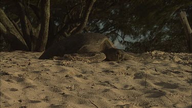 Green Sea Turtle leaving nest site and moving towards water