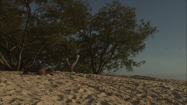 Green Sea Turtle leaving nest site and moving towards water