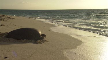 Green Sea Turtle leaving nest site and moving towards water
