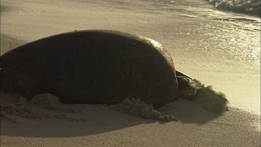 Green Sea Turtle enters the ocean