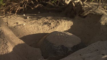 Green Turtle Covering Eggs With Sand