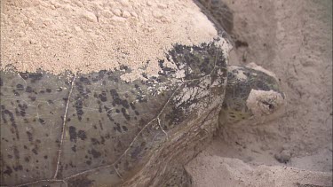 Green Turtle Covering Eggs With Sand