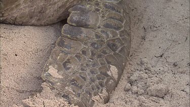 Green Turtle Covering Eggs With Sand