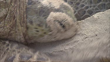 Green Turtle Covering Eggs With Sand