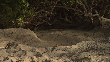 Green Turtle Covering Eggs With Sand