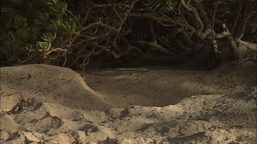 Green Turtle Covering Eggs With Sand