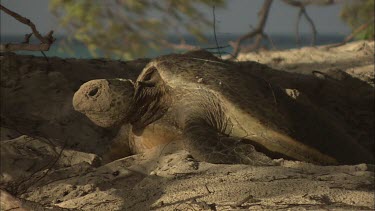 Green Sea Turtle approaching the ocean