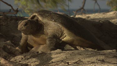 Green Sea Turtle leaving nest site and moving towards water