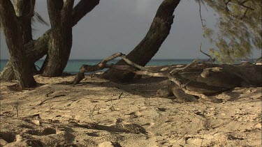 Green Sea Turtle leaving nest site and moving towards water