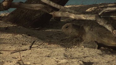 Green Sea Turtle leaving nest site and moving towards water