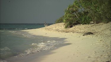 Green Sea Turtle leaving nest site and moving towards water