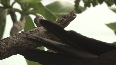 Black Noddy in a nest in a tree