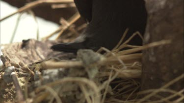 Black Noddy and hatchling in a nest in a tree