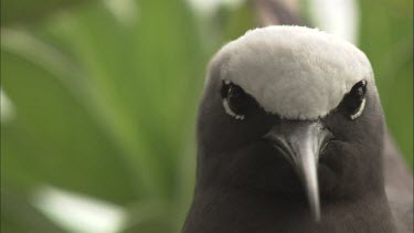 Black Noddy in a nest in a tree