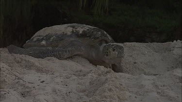 Green Sea Turtle leaving nest site and moving towards water
