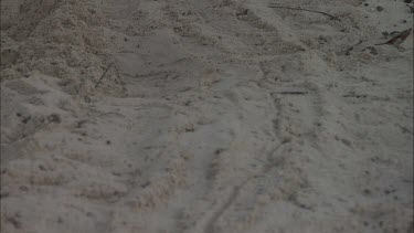Green Sea Turtle leaving nest site and moving towards water