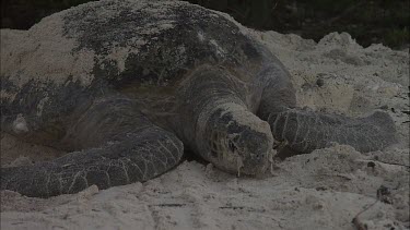 Green Sea Turtle leaving nest site and moving towards water