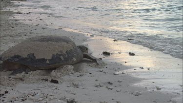 Green Sea Turtle leaving nest site and moving towards water
