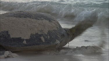 Green Sea Turtle leaving nest site and moving towards water. Enters ocean.