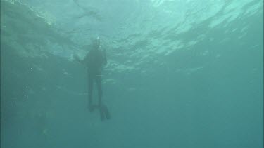 Diver swimming further down.