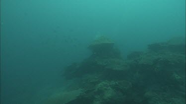 Two Divers swimming along the coral reef.