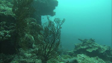Two Divers swimming along the coral reef.