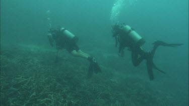 Two Divers swimming along the coral reef.