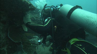 Two Divers studying the coral reef.