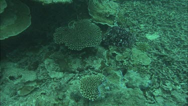 Panning upwards towards divers holding worm and studying it