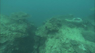 Two Divers studying the coral reef.