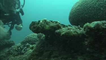 Two Divers studying the coral reef.