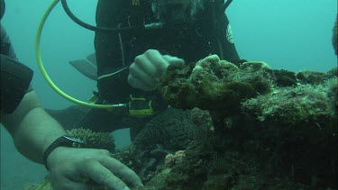 Two Divers studying the coral reef.