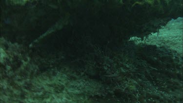 Two Divers studying the coral reef.