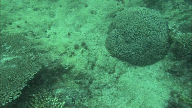 Panning upwards towards divers holding worm and studying it