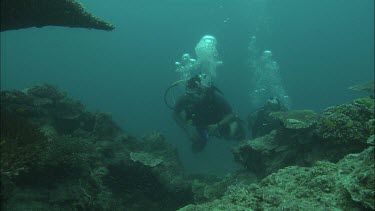Two Divers swimming along the coral reef.
