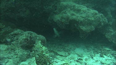 Underwater shots of fish