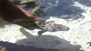 Carpet Shark in fish tank