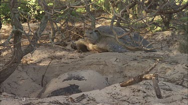 Green Sea Turtle leaving nest site and other Green Turtle Covering Eggs With Sand