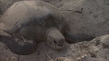 Green Sea Turtle resting in nest site