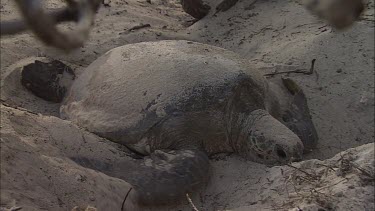 Green Turtle Covering Eggs With Sand