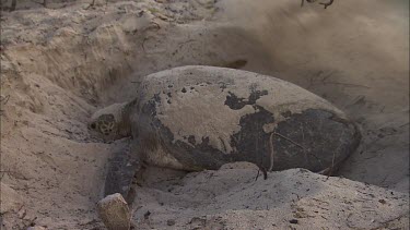 Green Turtle Covering Eggs With Sand