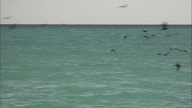 Black noddies feeding/flying across in the ocean