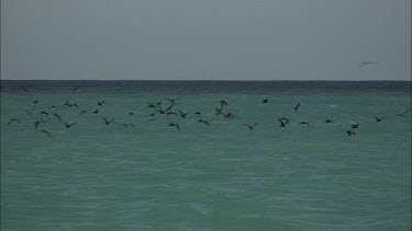 Black noddies feeding/flying across in the ocean