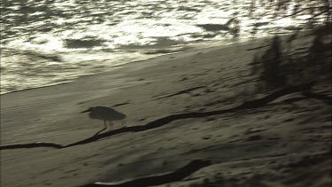 Heron Bird walking the beach shore