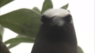 Black Noddy nesting in a tree