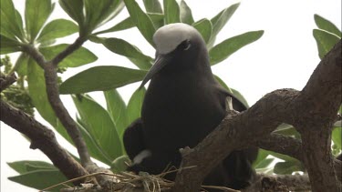 Black Noddy nesting in a tree and chick appears