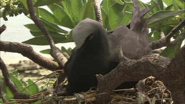 Black Noddy nesting in a tree