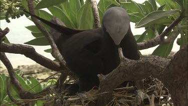 Black Noddy nesting in a tree with chick