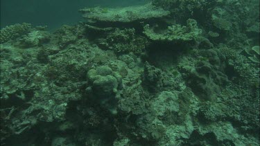 CU Diver does checking of corals  and making notes underwater