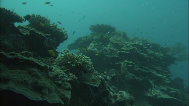 Diver underwater with white box collects sample of water next to the coral reef.